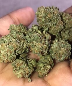 Alien OG strain Europe