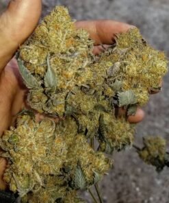 Blissful Wizard Strain Europe