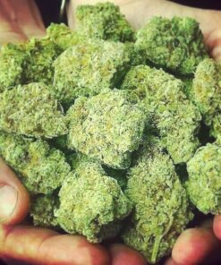 buy blue-cheese kush online buy quality hash online buy edible marijuana online weed store usa florida order weed mail dicreetly