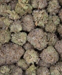 Blue Sugar Cookies strain Europe