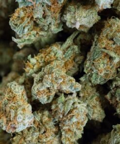 Buy Cinderella 99 Strain Online Europe Buy Cinderella 99 Strain Online Australia Cinderella-99 strain for sale Europe Cinderella-99 strain for sale Australia