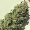 Gorilla Holy Grail Kush Europe