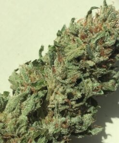 Gorilla Holy Grail Kush Europe