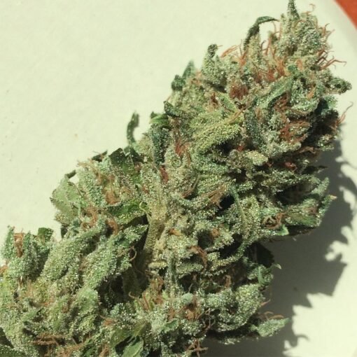 Gorilla Holy Grail Kush Europe