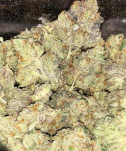 Buy Aurora Indica