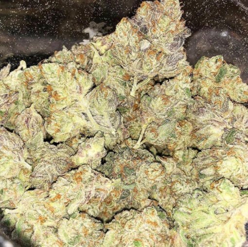 Buy Aurora Indica