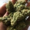 Jamaican Pearl strain Europe