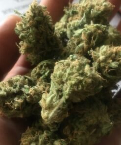 Jamaican Pearl strain Europe