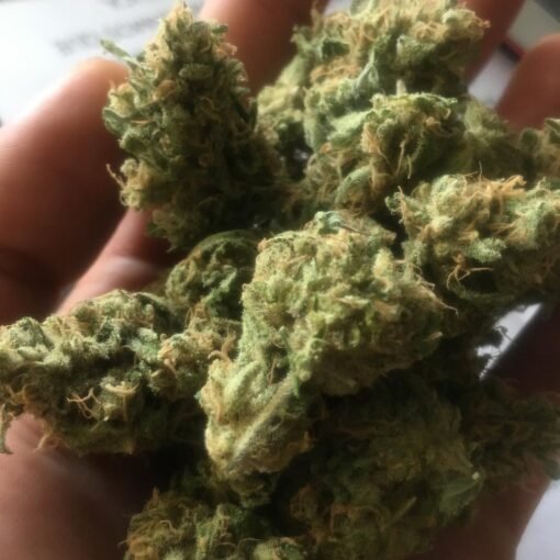 Jamaican Pearl strain Europe