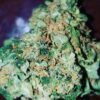 King Tut strain Europe