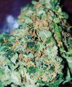 King Tut strain Europe