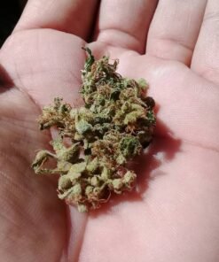 Nepal Jam