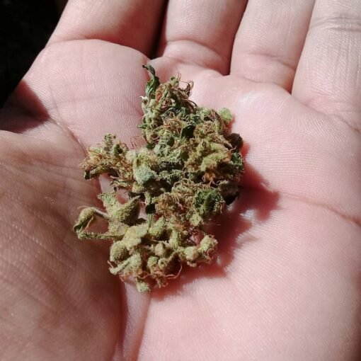 Nepal Jam