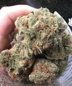 Purple Lemon Haze