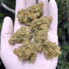 American Dream strain Europe