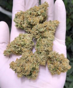 American Dream strain Europe