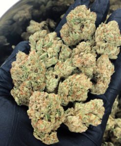 Buy Girl Scout Cookies Online Europe Buy Girl Scout Cookies Online Australia Buy Cannabis Online Hungary Buy cannabis in Croatia