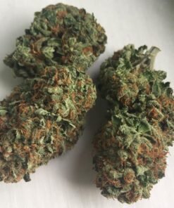 Assed Monkey strain Europe