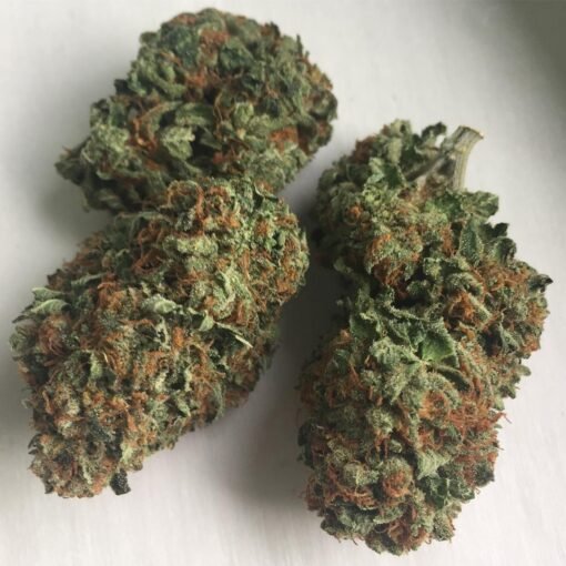 Assed Monkey strain Europe
