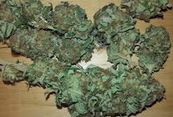 Super Silver Haze