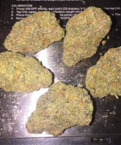 Buy Gelato 41 in Europe