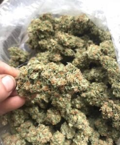 Buy Durban Poison Strain Online Europe Buy Durban Poison Strain Online Australia Durban Poison Strain For Sale Europe Buy Durban Poison AU